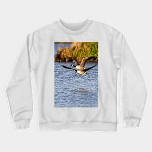 Canada Geese in flight Crewneck Sweatshirt